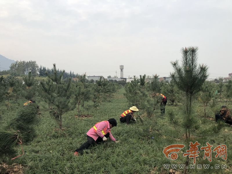  黑寡婦電影高清觀看