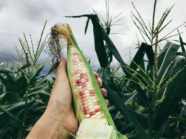  女人的抉擇