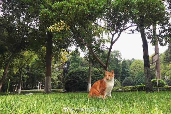 雪地黃金犬