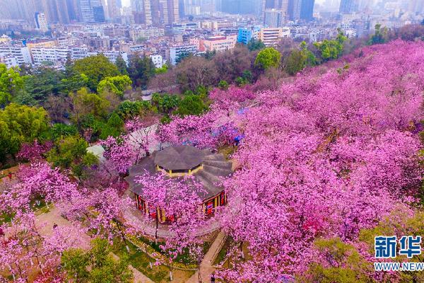 小花仙夏季篇