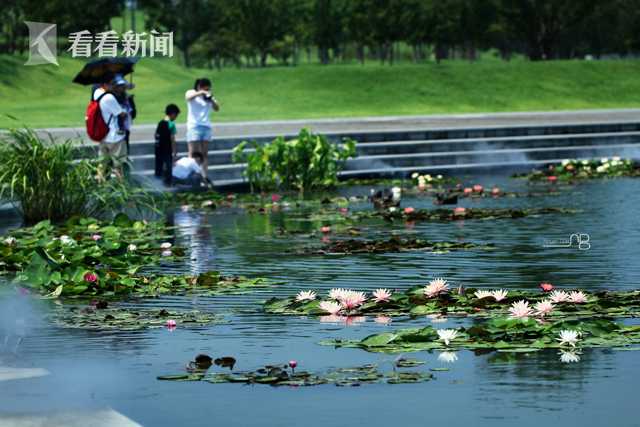  虹貓藍(lán)兔阿木星