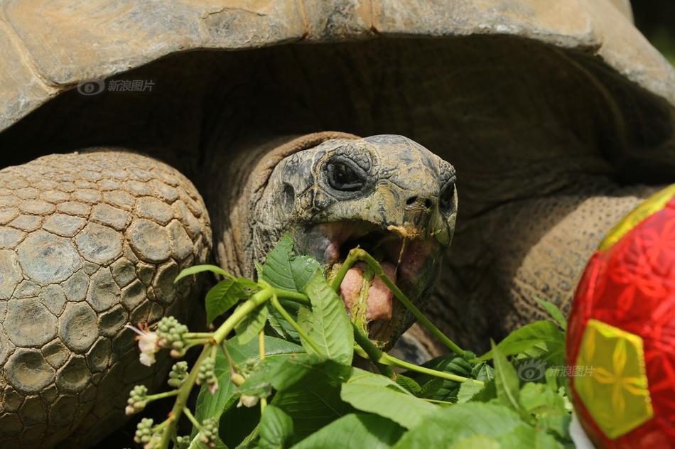 肖恩·麥克納馬拉