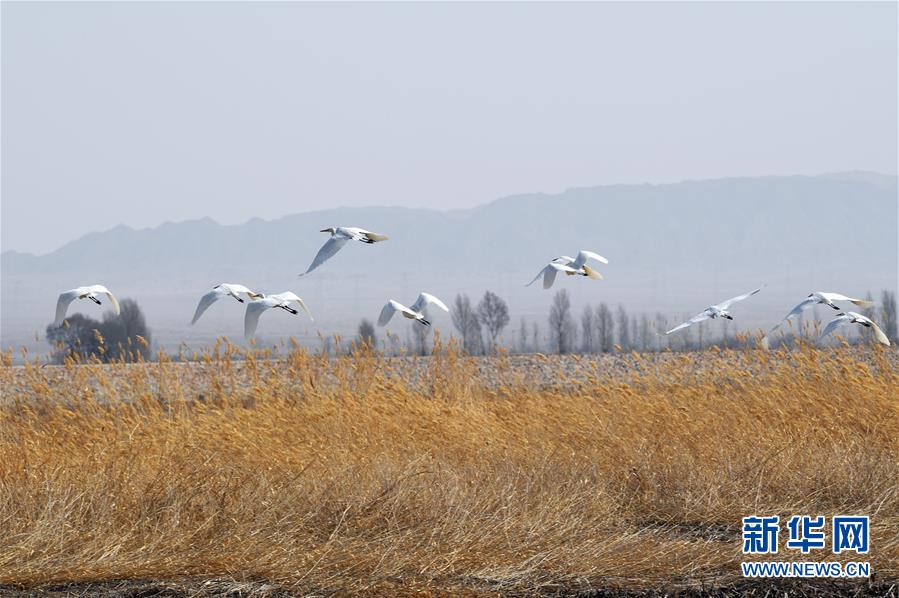  游龍戲鳳