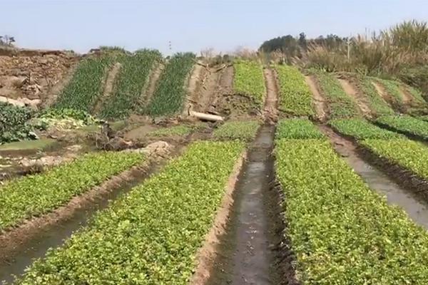  日頭日頭照著我