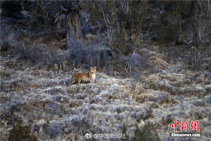 圣斗士星矢動漫