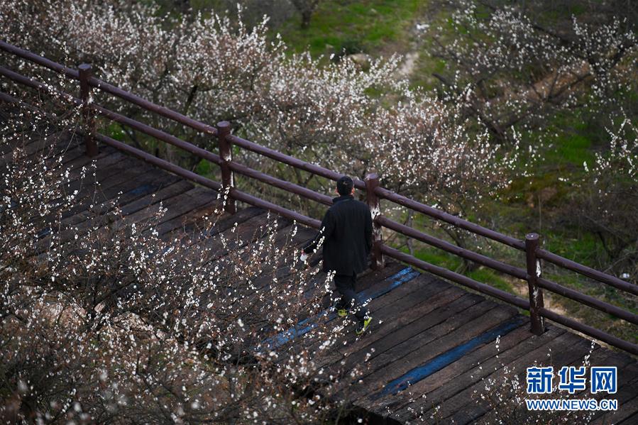 花開有時(shí)頹靡無聲電視劇免費(fèi)觀看