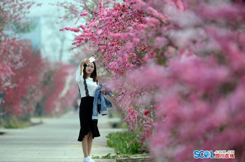 上海女子圖鑒電視劇