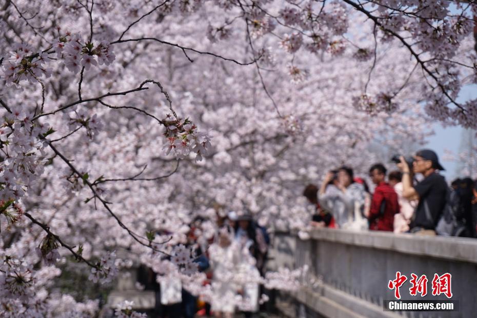  桜木郁