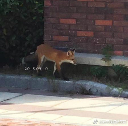  錦衣之下在線觀看