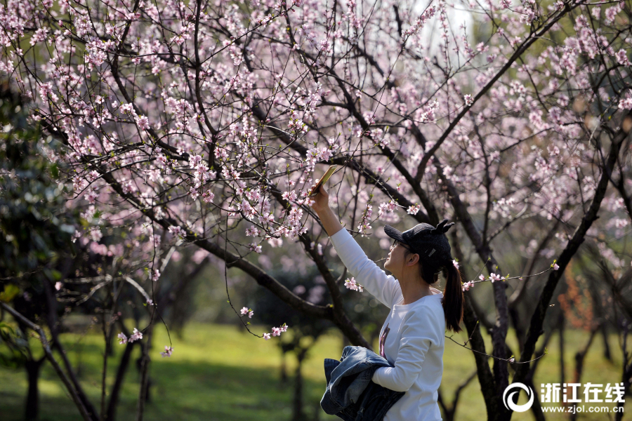 蜂鳥(niǎo)特攻 電影