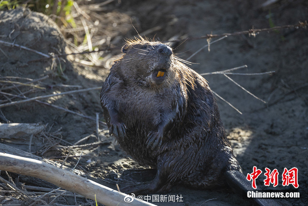 斯特魯姆星人