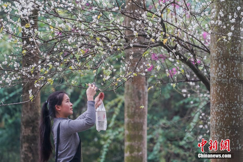 查慕春MuchunZha