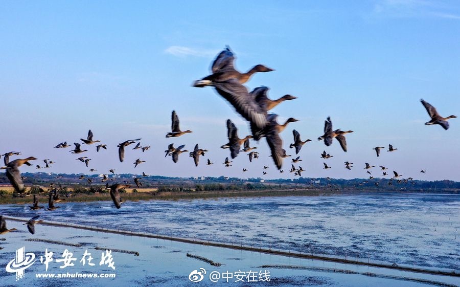  蠟筆小新謎團!花飄天春學(xué)園