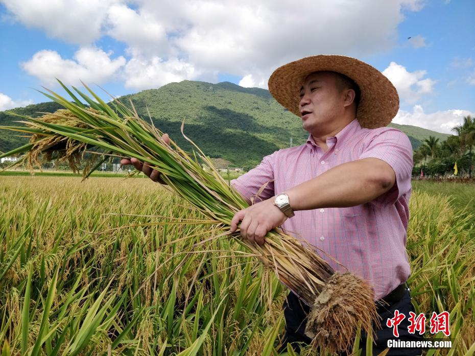 小蘋果視頻