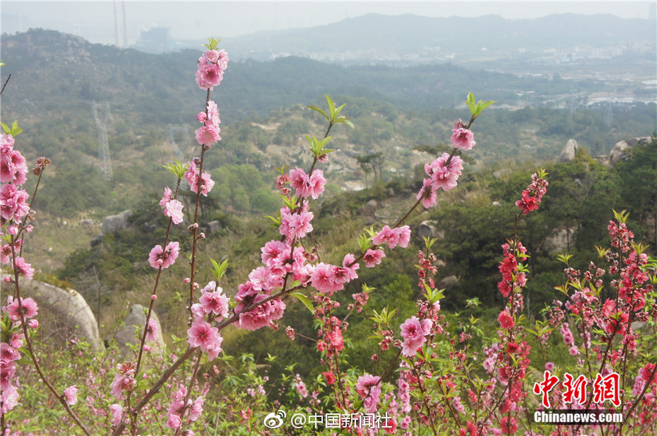 阿努沙·里茲維,馬哈茂德·法魯基