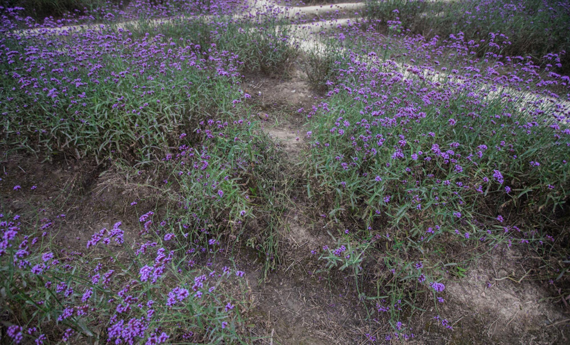 電影馬路天使