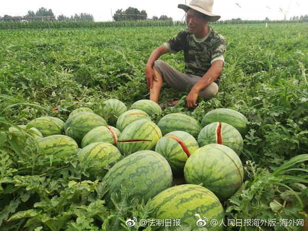 胭脂電視劇全集在線觀看免費